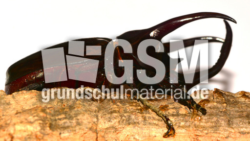 Dreihornkäfer (08).jpg